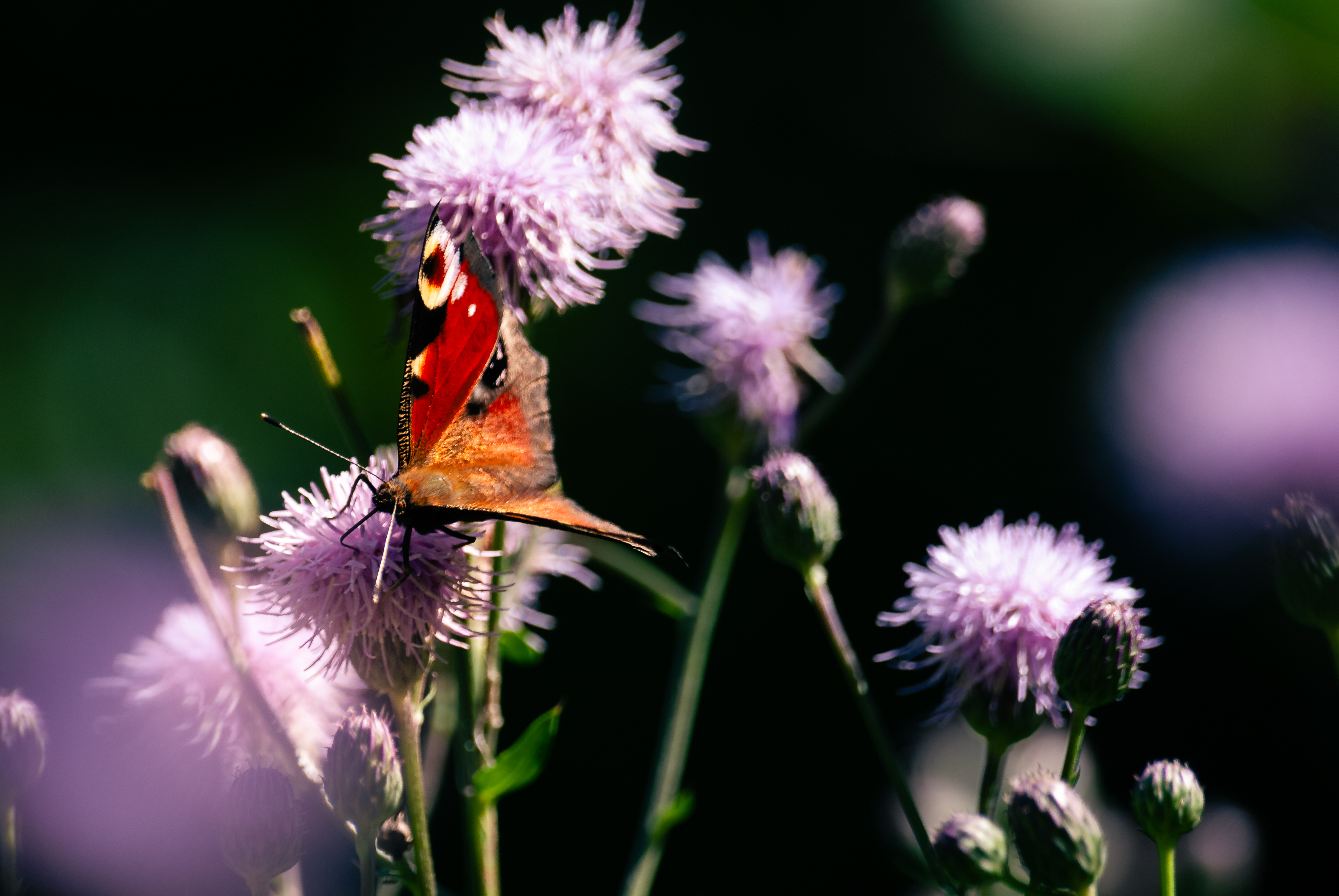 Ausflug Aying - 02347